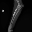 광진24시 필동물병원 이미지