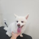 애견미용실 이미지