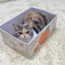 우리고양이 네이버블로그
