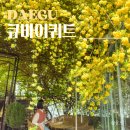 중남부 수도사업소 | 대구 큐바이쿼트 카페 목향장미 만개 꽃구경 숨은 포토존