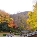 (주)은행나무 이미지