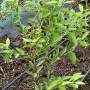 극만생종 후쿠베리 가식후 이미지