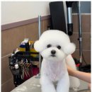 아리스타펫 이미지