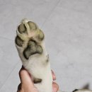 독(DOG)도 | [영천] 경북 애견훈련, 애견 교육, 방문교육 견습생(러닝독 트레이닝 센터) 찐 후기