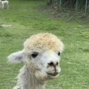 민철목장 이미지