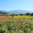 황산공원 댑싸리. 황화코스모스. 백일홍. 갈대. 국화축제 이미지