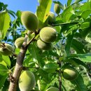 복상농장 이미지