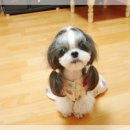 우리집강아지 - 용산구 보광로 9 | 우리집강아지