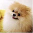 (주)펫스토리 이미지