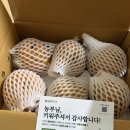 올웨이즈짐 | [공지] [올웨이즈 팜] 배 수확 후기 | 올팜 맞팜 꾸준히 하니까 진짜 빨리 자람