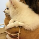 하얀기린 동물병원 네이버블로그