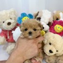 향기펫샵 이미지