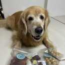 다비다펫푸드 이미지