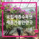 세종호수공원 야간 산책로 | 세종 가볼만한곳 국립세종수목원 데이트 좋아요