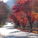 단풍나무 이미지