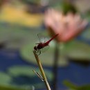 고추잠자리 이미지