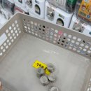 무인47 | 청주 가챠샵 신상 서원대 가챠의 숲 위치 24 무인 매장 방문 후기