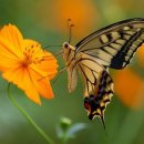 아름다운 이미지