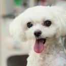 메디펫동물병원 이미지