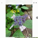 와운마을 소나무 단체사진 그리고 뱀사골에서 만난 꽃들 이미지