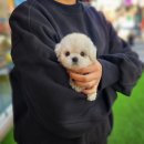 우리펫 강아지분양 성동구점 | 성동구 비숑프리제 분양, 당신의 완벽한 털뭉치를 만나는 방법