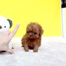 정퍼피클럽 이미지