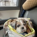 데이멍스 이미지