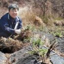 화순불미나리 이미지