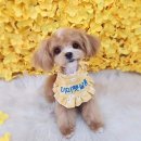 센트럴 펫살롱 이미지