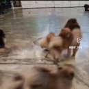 메르시몽프레 포메분양&애견카페 이미지