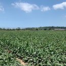 보한농장 이미지