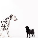 동행동물병원 이미지