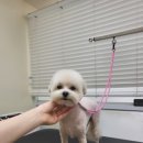 츄펫살롱 이미지