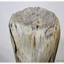 화석(규화목) 이미지