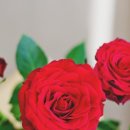 장미빛인생 이미지