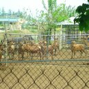 전원사슴농장 이미지