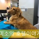 더조은 동물의료센터 이미지