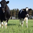 청초농장 이미지