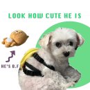강아지 커스텀 후드티 주문후기 (아직 도착안함)