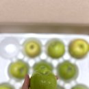 싱싱 | 맛있는 고당도 사과 ! 시나노골드 아오리사과 싱싱보따리 후기