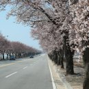 상하리 벚꽃길 이미지