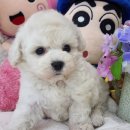 우아펫 대전점 이미지