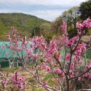 양산 산지마을에 복숭아 꽃이 피었습니다. (웰빙 누리길 트레킹...) 이미지