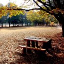 [연속듣기-가을] Autumn 가을 음악 모음 - 외국곡들 11곡 연속듣기 이미지