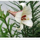 대지(大地)의 꿈 이미지