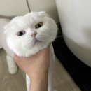 개성있냥 이미지