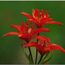 하늘자원 이미지