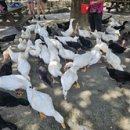 부리흑염소목장 이미지