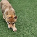 할리켄넬 이미지