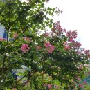 배롱나무거리 이미지